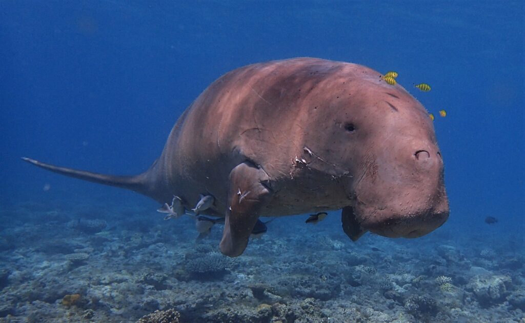 © Christian Schuler A Mayotte, la population de dugongs est estimée à moins de 10 individus.