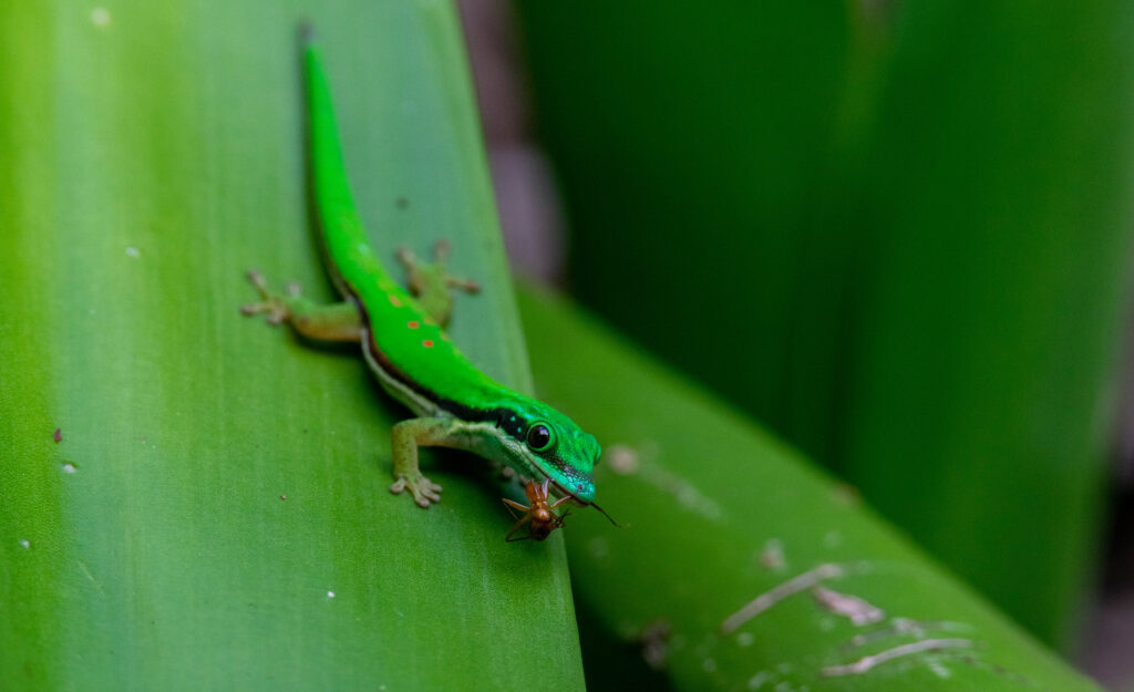 La famille des Gecko, à laquelle la revue a emprunté son nom, compte au moins une espèce endémique dans chaque île de l'océan Indien, dont il est le témoin de la biodiversité.