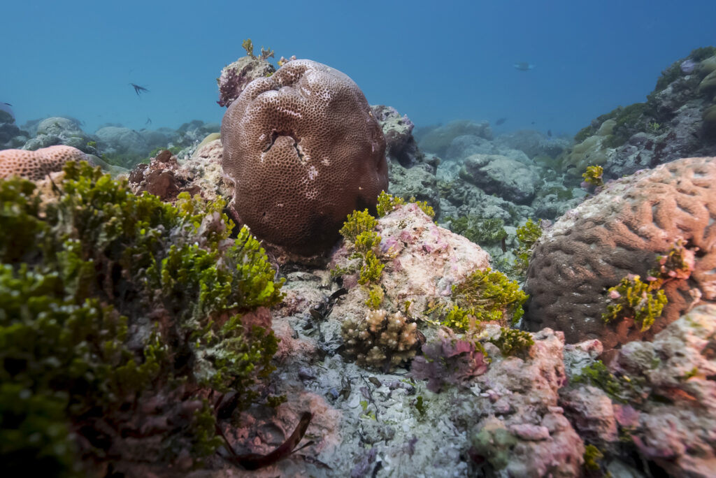Les récifs coralliens et les mangroves forment une barrière naturelle contre la houle, les tempêtes et les tsunamis. © Katia Quemere - Explorations de Monaco Vue sous-marine du récif corallien de l'île d'Aldabra.