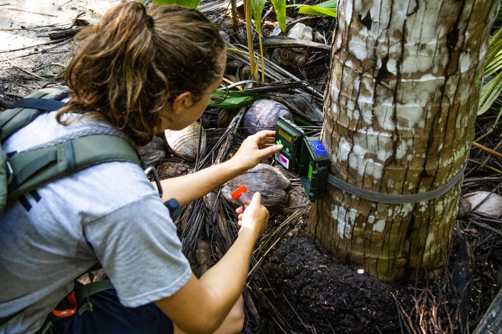 Le projet RECI vise à lutter contre les espèces exotiques envahissantes à Mayotte et dans les TAAF.