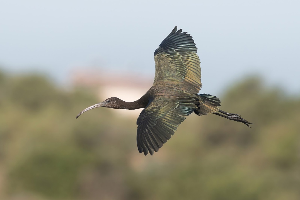 L'ibis falcinelle est menacé par la destruction des zones humides, son habitant naturel. L'ibis falcinelle est menacé par la destruction des zones humides, son habitant naturel. © Mohamed El Golli L'ibis falcinelle est menacé par la destruction des zones humides, son habitant naturel. © Mohamed El Golli