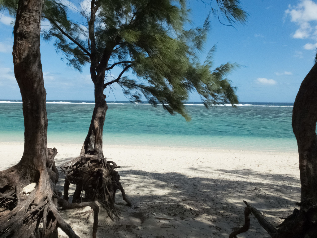 Dans la commune de Saint-Paul à La Réunion, un projet de végétalisation du littoral vise à lutter contre l’érosion grâce aux espèces indigènes et endémiques.