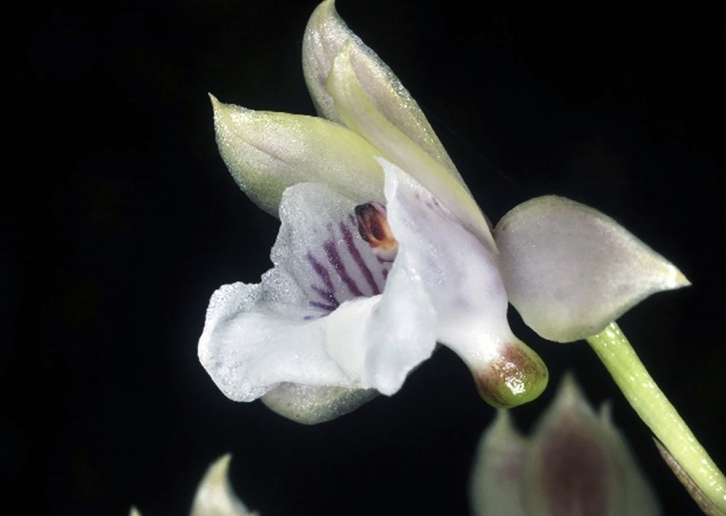 L'Oeceoclades versicolor est une orchidée endémique très rare.