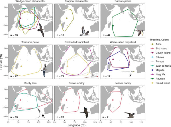 Espèces à grande échelle et répartition spécifique aux colonies des oiseaux marins de l'ouest de l'océan Indien suivis par géolocalisation.