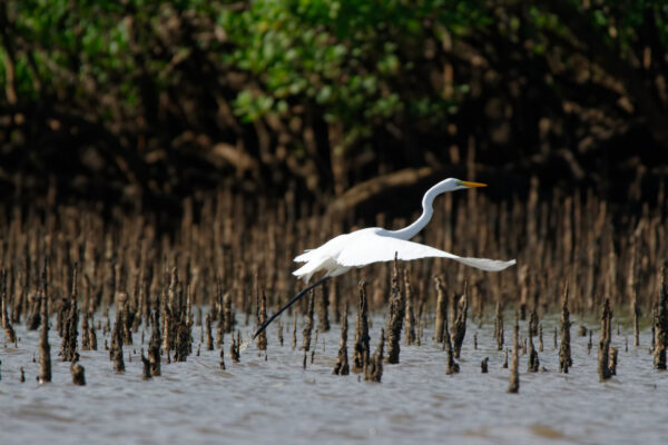 Parmi les projets retenus dans le cadre de Mission Nature, la protection de l'arrière-mangrove de Bouéni, à Mayotte, où vit le Crabier blanc, en danger d'extinction.