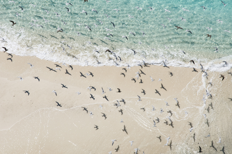 Les oiseaux marins du l'ouest de l'océan Indien bénéficient aujourd'hui d'une protection insuffisante, selon une récente étude.