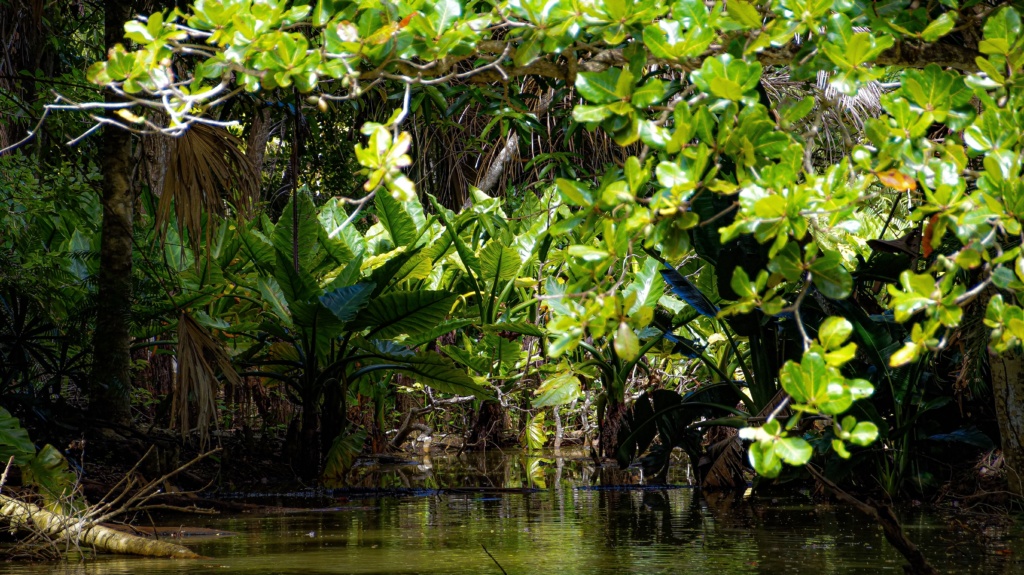 Le projet vise à rassembler des partenaires internationaux autour d'une plateforme commune pour mieux protéger les mangroves.
