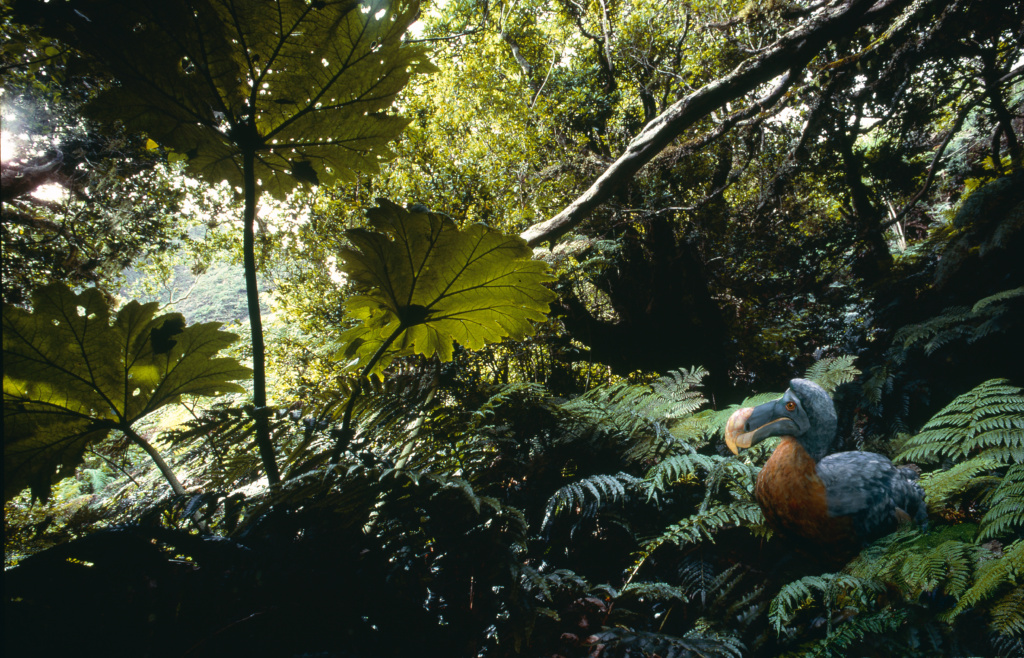 Vivant dans les Mascareignes, le Dodo s'est éteint au XVIIIème siècle.
