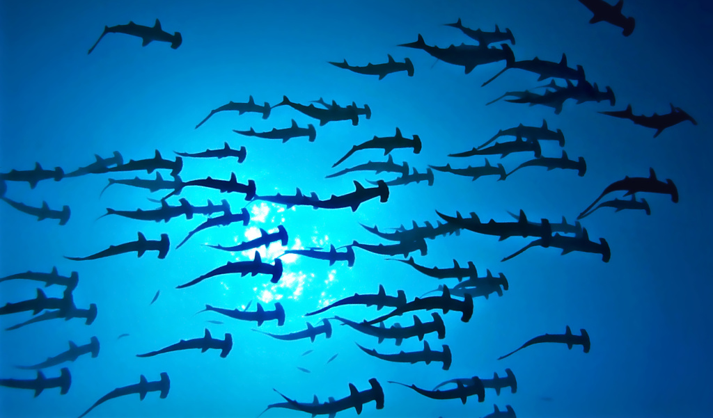 Le projet SAURA de Shark Citizen visait à sensibiliser les pêcheurs et le public à la réglementation et aux enjeux de conservation mais également à collecter des données sur la pêche des requins de récif et marteaux depuis le bord via des enquêtes et collecte de données.