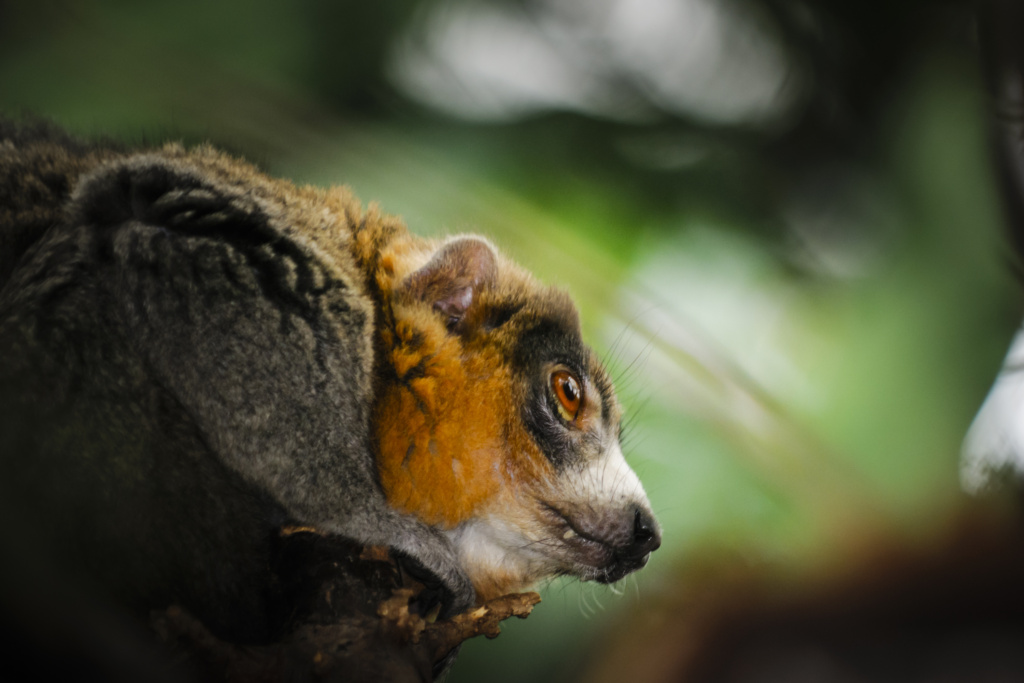 Lemur Mongoz lémurien