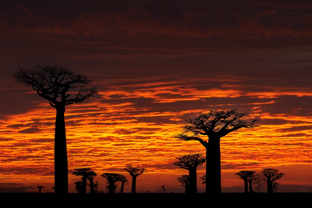 L'allée des baobabs est l'un des paysages les plus emblématiques de Madagascar.